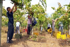 Vendemmia-2015-