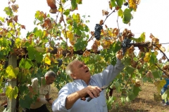 Vendemmia-2015-6