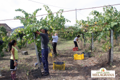 Vendemmia-2015-7