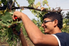 Vendemmia-2015-Abdul