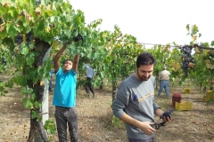 Vendemmia-2015-Adel