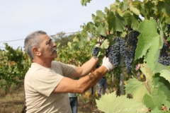 Vendemmia-2015-Aniello-2
