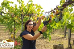 Vendemmia-2015-Antonella-FB