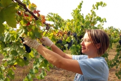 Vendemmia-2015-Enza