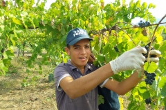 Vendemmia-2015-Fattah