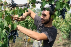 Vendemmia-2015-Gabriele-2