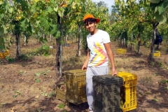 Vendemmia-2015-Galtas
