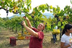 Vendemmia-2015-Giovanna