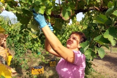 Vendemmia-2015-Imma