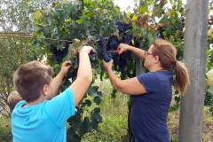 Vendemmia-2015-Laura