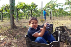 Vendemmia-2015-Luciano