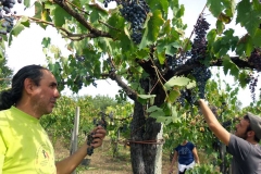 Vendemmia-2015-Luigi