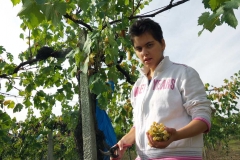 Vendemmia-2015-Luisa