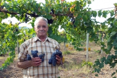Vendemmia-2015-MImì