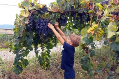 Vendemmia-2015-Mattia