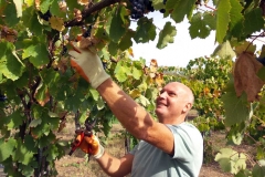 Vendemmia-2015-Peppe