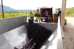 Vendemmia-2015-Sebastianeli