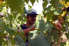 Vendemmia-2015-Uly